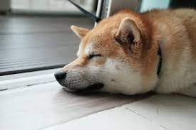 The dominant driver of #bitcoin right now is the crackdown on mining & trading in china that began in may. Elon Musk S Dogecoin Tweets Worry Crypto Community Situation Seriously Damaging