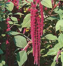 Love Lies Bleeding Amaranthus Seeds Clematis Flower Flowers Amaranthus
