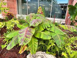 Image result for Musa acuminata