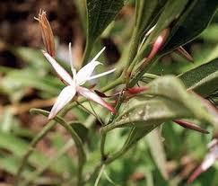 Image result for Sphaeranthus gazaensis
