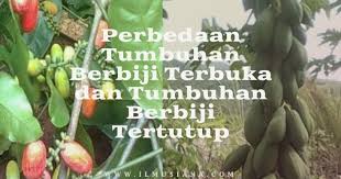 Jawaban Jelaskan Perbedaan Tumbuhan Berbiji Terbuka Dan Berbiji Tertutup Ilmusiana