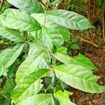 Image result for Oxyanthus goetzei