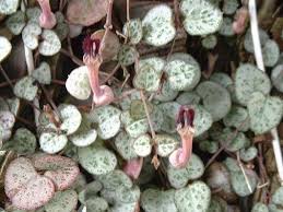 Image result for Ceropegia incana