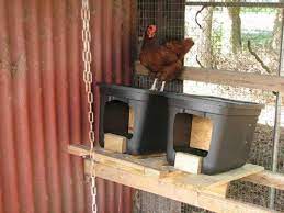 Pin On Chickens