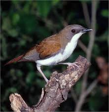 Birds That Cannot Fly In India 6418 White Chested Alethe Pseudalethe Fuelleborni Malawi Mozambique Tanzania Zambia Birds African Tanzania