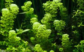 Besides the vibrant aesthetics, aquatic plants provide natural filtration for aquariums. 10 Best Plants To Purify Aquarium Water Aquariumnexus