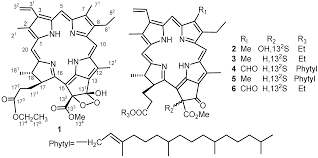 Image result for Tapura fischeri