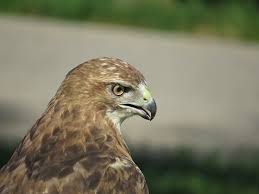 Hawks New York Birds Of Prey Pictures Img 6743b Ny Botanical Garden Bird Garden Red Tailed Hawk