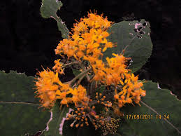 Image result for Senecio sp.no.2