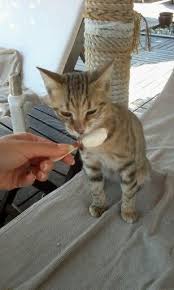 Dondurma Yiyen Kedi Kedi Hayvan