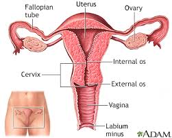 It is held in solely by the friction of the connector and pins. Uterine Prolapse Information Mount Sinai New York