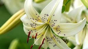 Check spelling or type a new query. Know What Different Colours Of Lily Flower Mean And Symbolise