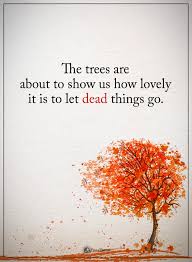The Trees Are About To Show Us How Lovely It Is To Let Dead Things Go Fall Leaves Quote Tree Of Life Quotes Tree Quotes Leaf Quotes