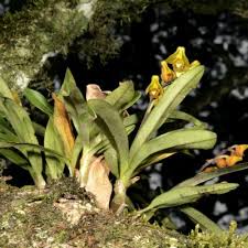 Image result for Polystachya cultriformis