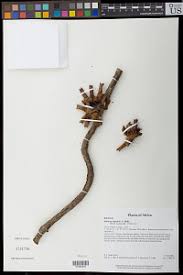 Image result for Sabicea bequaertii