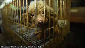 The puppy mill rescue team consists mainly of rescues in new york, pennsylvania, and ohio. Poodle Thriving After Being Rescued From Nc Puppy Mill Daily Mail Online