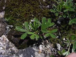 Image result for Rhoicissus tridentata