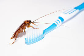As the warmer months approach, many bugs, insects and pests start to emerge after lying dormant for some time. How Often Should Pest Control Be Done Cockroach Bug Ant Control