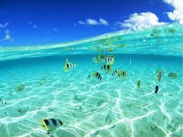 Gambar pemandangan alam laut yang indah ini dapat membawa ketenangan bagi orang melihatnya. Detail Gambar Pemandangan Bawah Laut Yang Indah Pemandangan Lautan Dunia B