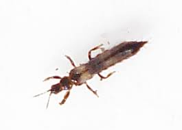 Les Thrips Comment S En Debarrasser
