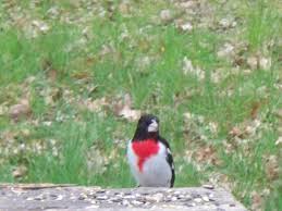 Bird With Red Neck Bandit Bird Notice The Red V Shape Around His Neck How It Resembles A Bandana Nature Beauty Bird V Shape