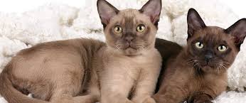 We import burmese cats directly from thailand to avoid inbreeding and insure healthy, long lived cats. United Burmese Cat Fanciers