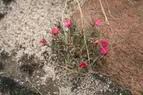 Image result for Portulaca kermesina