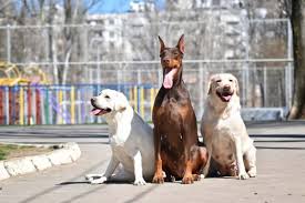 A puppy isn't just able to learn, they learn at a very fast pace so you should take advantage of this short window of opportunity, especially because you can prevent many bad habits or behaviors from ever developing. Labrador Vs Doberman Which Breed Is Better