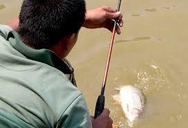 Berikut racikan umpan ikan mas terbaru yang proses membuatnya berbeda dari jenis. Cara Membuat Umpan Ikan Mas Sesuai Pengalaman Mancingikan Net 2021 Mancingikan Net 2021