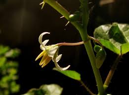 Image result for Solanum capsicoides