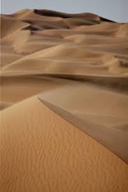 Image result for nature tree shell fractal