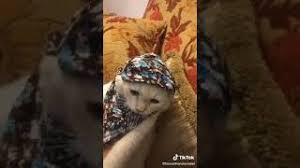 وخلينا ع بكر وخلينا ع بكر نرقص ونغني أي صبية. Ø§Ø¶Ø­Ùƒ Ø§ÙÙŠÙ‡Ø§Øª Ù„Ù„Ù‚Ø·Ø· ÙÙŠÙÙŠ Ø¹Ø¨Ø¯Ù‡ Ù‡ØªÙ…ÙˆØª Ø¶Ø­Ùƒ Ù‚ÙˆÙ…Ù‰ ÙŠØ§Ø¨Øª Ù‚ÙˆÙ…Ù‰ Ø´ÙˆÙÙ‰ Ø´ØºÙ„Ùƒ ÙÙˆÙ‚Ù‰ Ù„Ù†ÙØ³Ùƒ Youtube