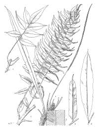 Image result for Lomariopsis hederacea