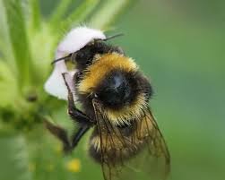 Image result for Bombus hortorum