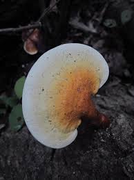 Image result for Ganoderma curtisii