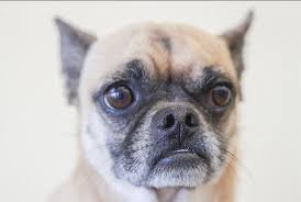 How much should you feed this designer mix? Chihuahua Pug Puppies Pets Lovers