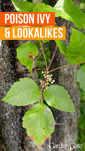 Thousands of people have identified poison ivy using plantsnap! Poison Ivy Lookalikes Ivy Flower Poison Ivy Plant Poison Ivy Plant Identify