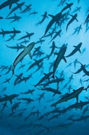 photo nihat taylan shark pictures ocean animals sea and ocean