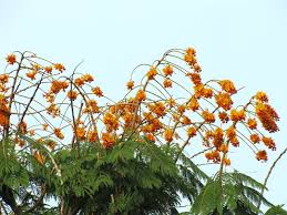 Image result for Colvillea