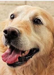 They have a tumor 3. My Dog S Breath Smells Like Trash Daily Dog Discoveries