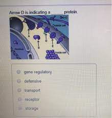 Solved Arrow D Is Indicating A Protein Orc Nedlogs Gene Chegg Com