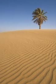 El desierto de zagora es el más cercano, está a 360 km de marrakech. Arbol Solitario En La Duna Desierto Del Sahara Merzouga Marruecos Africa Del Norte Africa Lone Tree Desert Land Morocco
