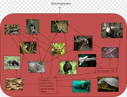 Rainforest food chain rainforest ecosystem rainforest project rainforest activities rainforest animals amazon rainforest trophic level science humor biomes. Jaguar Collage Tapir Ocelot Food Chain Apex Predator Food Web Capybara Ecological Pyramid Jaguar Tapir Ocelot Png Pngwing