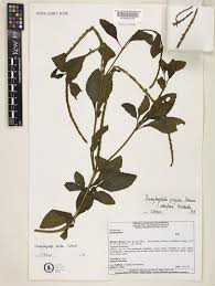 Image result for Stachytarpheta cayennensis