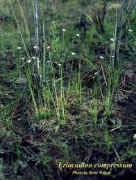 Image result for Eriocaulon inyangense