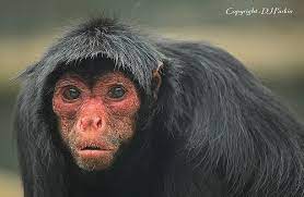 Red Faced Black Spider Monkey Spider Monkey Black Spider Monkey