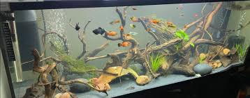 Freezing is a commonly used method for euthanizing warm water fish. 12 8 Euthanizing A Fish