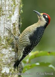 Black Cheeked Woodpecker Melanerpes Pucherani A Resident Breeding Bird From Southeastern Mexico To Western Ecuador Woodpecker Beautiful Birds Wild Birds