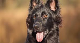 So you will not find many breeders that are happy to get a coated dog in a litter. Black German Shepherd Fascinating Facts About Your Favorite Dog