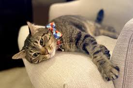 We need to have landlord approval prior to adopting to renters. Animal Adoptions Go Virtual As Colorado Shelters Open Under Safer At Home Colorado Public Radio